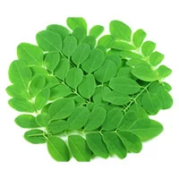 Polvo de Moringa