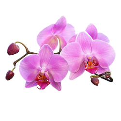 Extracto de orquídeas